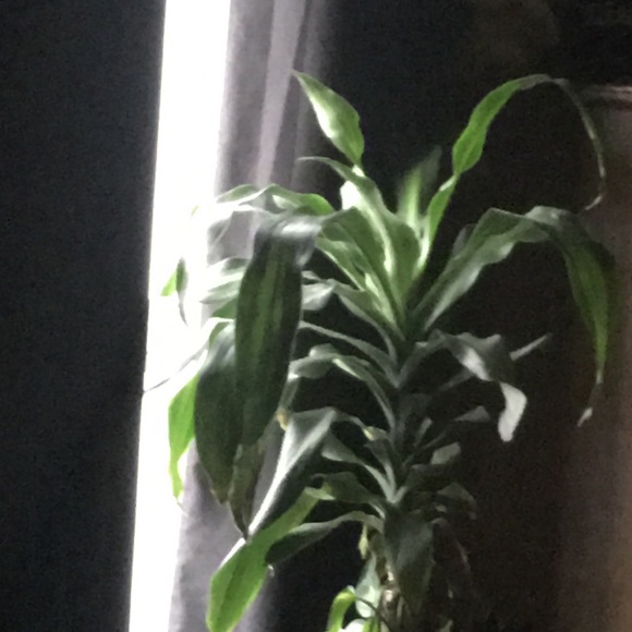 Meet your Posher, Sandra - Picture 1 of 1